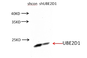 NIH/3T3 cells were subjected to SDS PAGE followed by western blot with Catalog No:116518(UBE2D1 antibody) at dilution of 1:500. (Data provided by Angran Biotech (www.miRNAlab.com)).