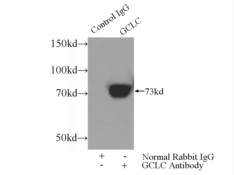 IP Result of anti-GCLC (IP:Catalog No:110906, 3ug; Detection:Catalog No:110906 1:500) with mouse kidney tissue lysate 4000ug.