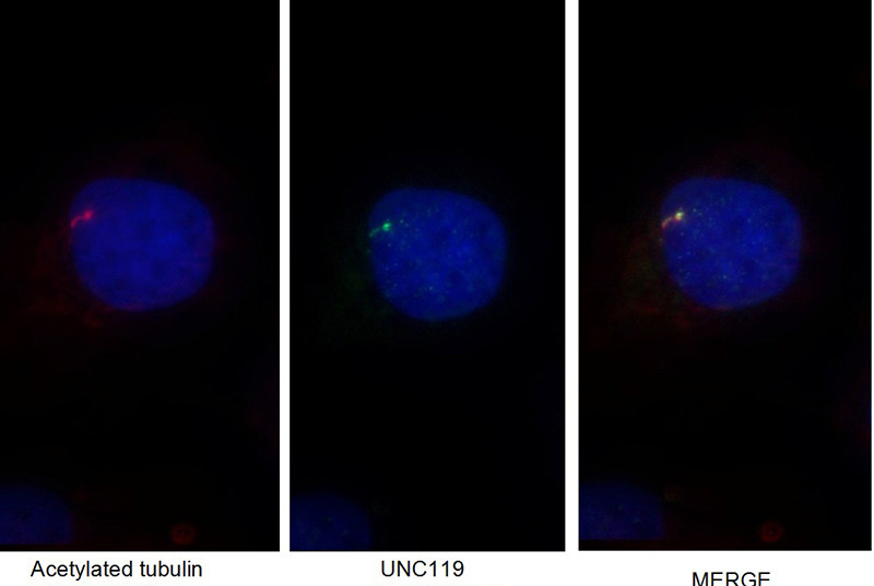 Immunofluorescent analysis of MDCK cells using Catalog No:116571(UNC119 Antibody) at dilution of 1:25 and Alexa Fluor 488-congugated AffiniPure Goat Anti-Rabbit IgG(H+L)