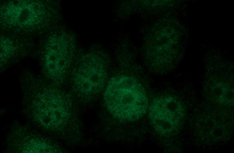 Immunofluorescent analysis of HeLa cells using Catalog No:112012(KIF2C Antibody) at dilution of 1:50 and Alexa Fluor 488-congugated AffiniPure Goat Anti-Rabbit IgG(H+L)