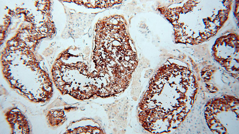 Immunohistochemical of paraffin-embedded human testis using Catalog No:113545(P2RY1 antibody) at dilution of 1:50 (under 10x lens)