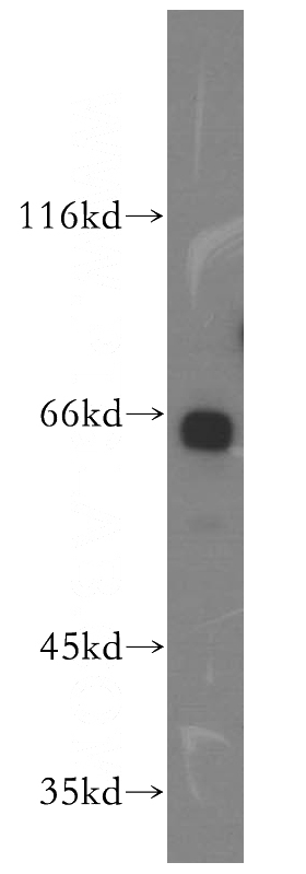 NIH/3T3 cells were subjected to SDS PAGE followed by western blot with Catalog No:110874(GAS8 antibody) at dilution of 1:500