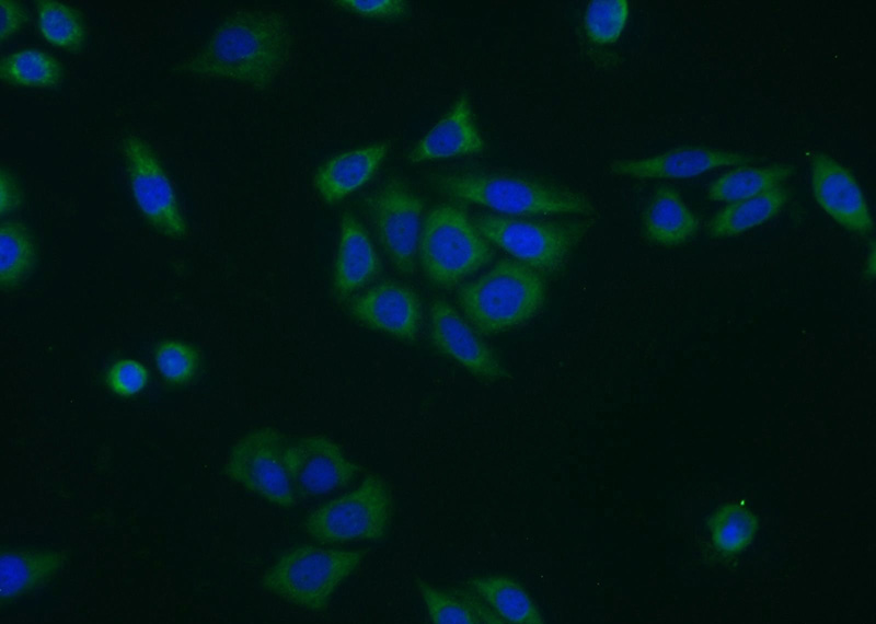 Immunofluorescent analysis of PC-3 cells using Catalog No:110069(DPP4 Antibody) at dilution of 1:25 and Alexa Fluor 488-congugated AffiniPure Goat Anti-Rabbit IgG(H+L)