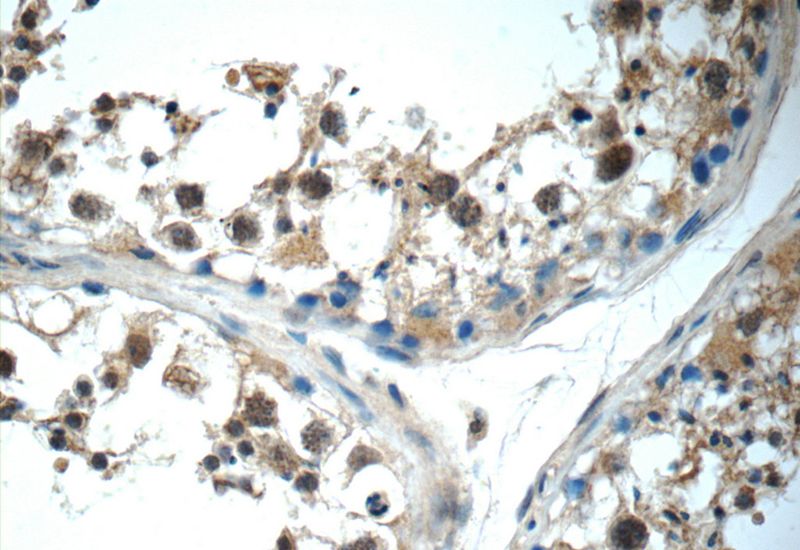 Immunohistochemistry of paraffin-embedded human testis tissue slide using Catalog No:111736(IL31 Antibody) at dilution of 1:50 (under 40x lens)