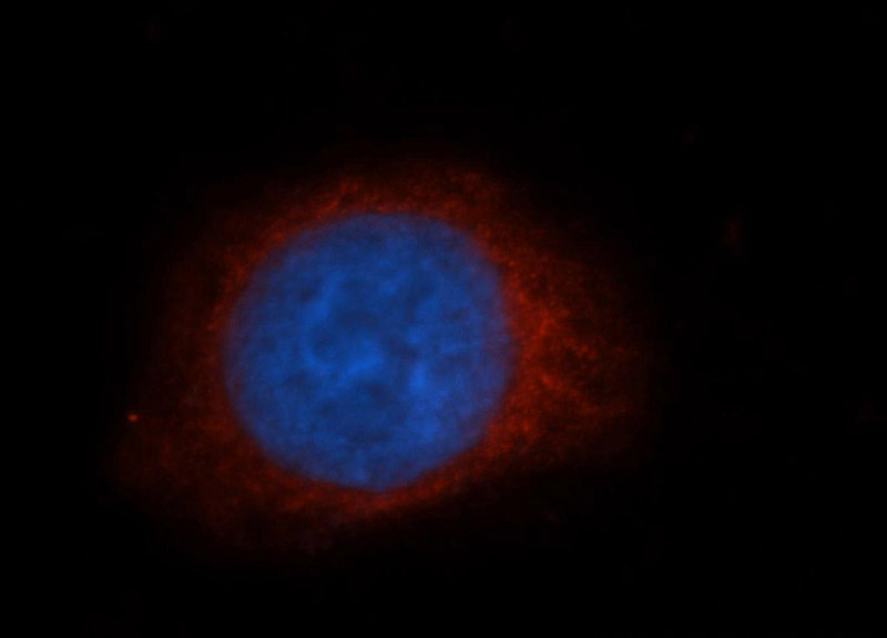 Immunofluorescent analysis of Hela cells, using GZMB antibody Catalog No:111322 at 1:50 dilution and Rhodamine-labeled goat anti-rabbit IgG (red). Blue pseudocolor = DAPI (fluorescent DNA dye).