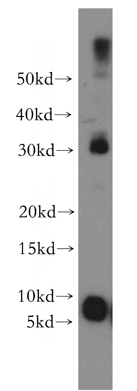 mouse lung tissue were subjected to SDS PAGE followed by western blot with Catalog No:116445(TSPAN13 antibody) at dilution of 1:300
