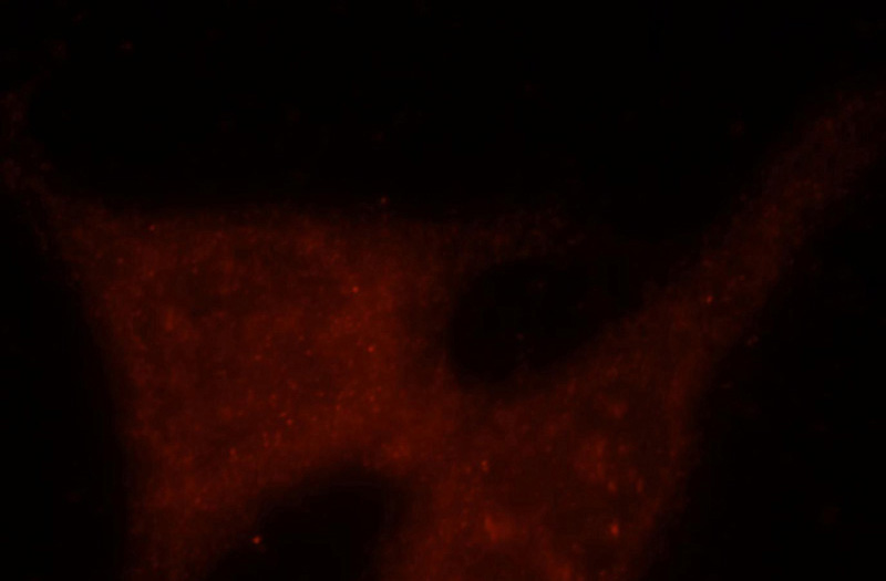 Immunofluorescent analysis of HepG2 cells, using ASNA1 antibody Catalog No:108233 at 1:25 dilution and Rhodamine-labeled goat anti-rabbit IgG (red).