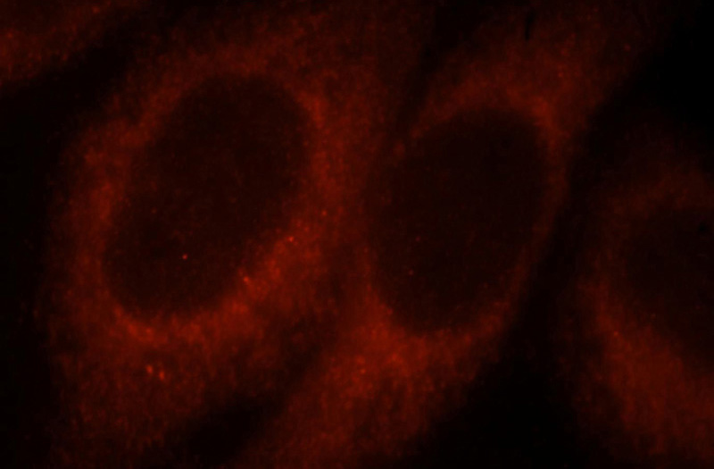 Immunofluorescent analysis of HepG2 cells, using MYO1A antibody Catalog No:112982 at 1:25 dilution and Rhodamine-labeled goat anti-rabbit IgG (red).