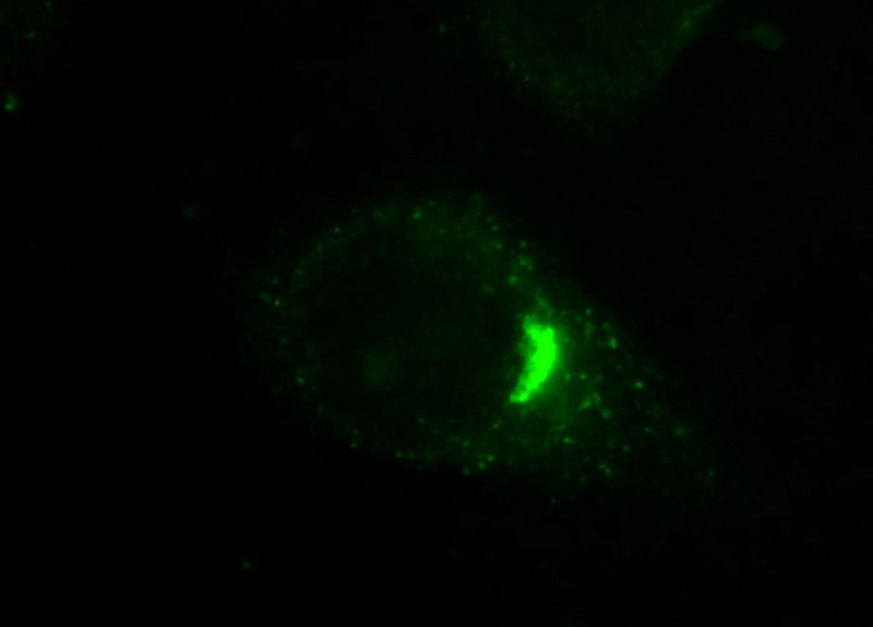 Immunofluorescent analysis of HepG2 cells, using GORASP2 antibody Catalog No:111048 at 1:50 dilution and FITC-labeled donkey anti-rabbit IgG(green).