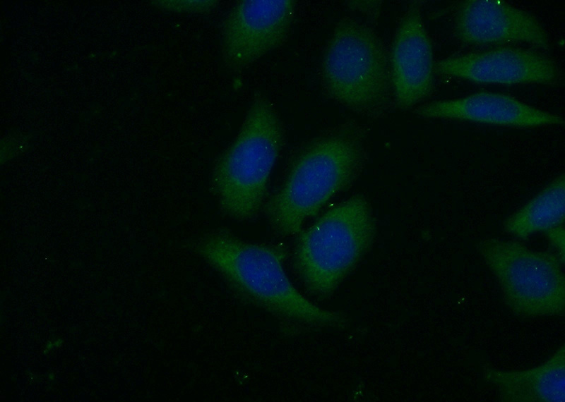 Immunofluorescent analysis of (-20oc Ethanol) fixed HeLa cells using Catalog No:116722(VAV2 Antibody) at dilution of 1:50 and Alexa Fluor 488-congugated AffiniPure Goat Anti-Rabbit IgG(H+L)