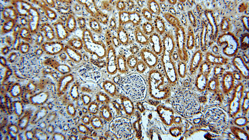 Immunohistochemical of paraffin-embedded human kidney using Catalog No:113247(NME2 antibody) at dilution of 1:50 (under 10x lens)