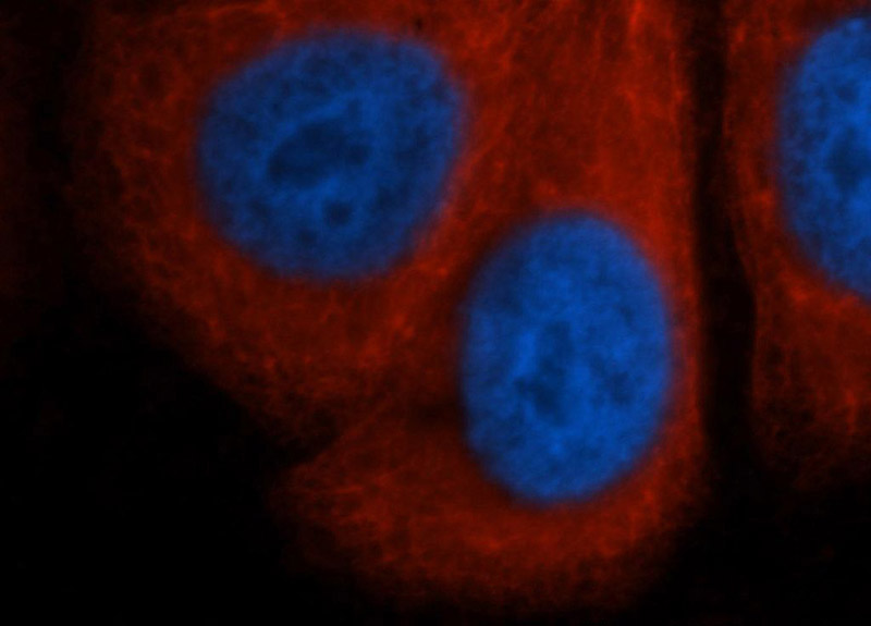 Immunofluorescent analysis of HepG2 cells, using RPS3A antibody Catalog No:114907 at 1:50 dilution and Rhodamine-labeled goat anti-rabbit IgG (red). Blue pseudocolor = DAPI (fluorescent DNA dye).