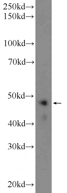 HeLa cells were subjected to SDS PAGE followed by western blot with Catalog No:116812(WDR55 Antibody) at dilution of 1:300