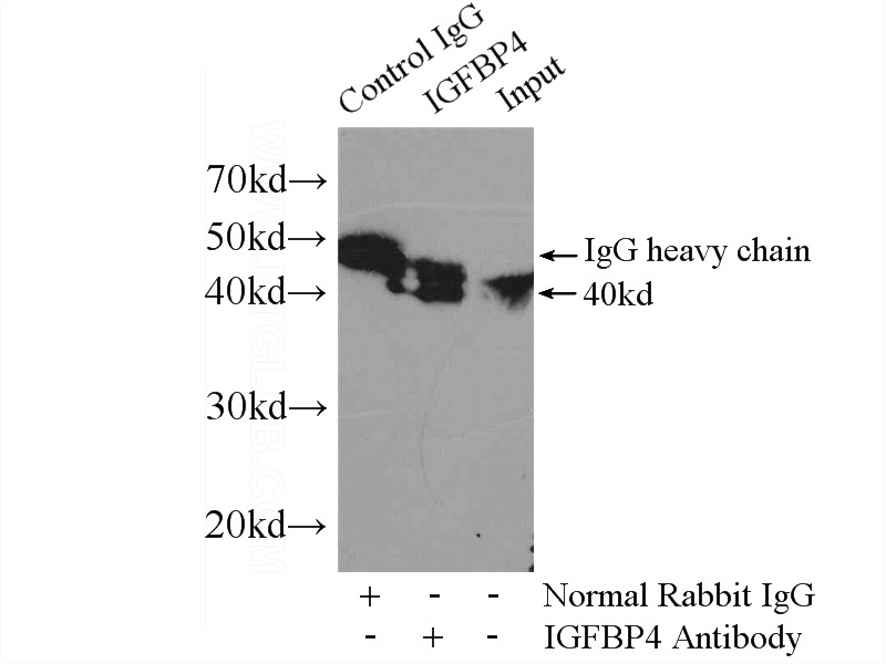 IP Result of anti-IGFBP4 (IP:Catalog No:111687, 4ug; Detection:Catalog No:111687 1:600) with C6 cells lysate 1600ug.