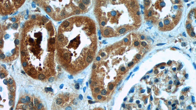 Immunohistochemistry of paraffin-embedded human kidney tissue slide using Catalog No:113779(PGBD1 Antibody) at dilution of 1:50 (under 40x lens)