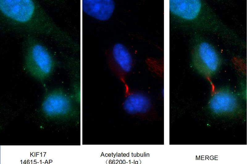 Immunofluorescent analysis of (-20oc Ethanol) fixed COS-7 cells using Catalog No:112001(KIF17 Antibody) at dilution of 1:50 and Alexa Fluor 488-congugated AffiniPure Goat Anti-Rabbit IgG(H+L)