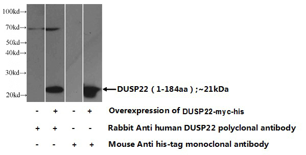 Transfected HEK-293 cells were subjected to SDS PAGE followed by western blot with Catalog No:110119(DUSP22 Antibody) at dilution of 1:1000