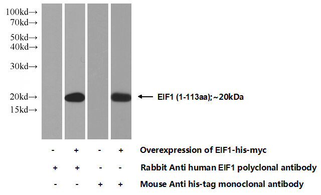 Transfected HEK-293 cells were subjected to SDS PAGE followed by western blot with Catalog No:110172(EIF1 Antibody) at dilution of 1:1000