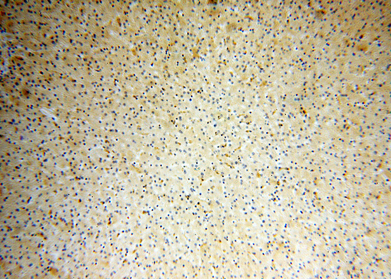 Immunohistochemical of paraffin-embedded human liver using Catalog No:110249(Endostatin, COL18A1 antibody) at dilution of 1:50 (under 10x lens)