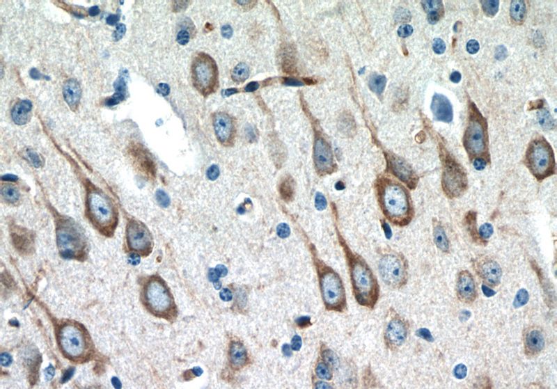Immunohistochemistry of paraffin-embedded mouse brain tissue slide using Catalog No:112472(MAP1B Antibody) at dilution of 1:50 (under 40x lens)