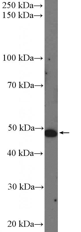 Jurkat cells were subjected to SDS PAGE followed by western blot with Catalog No:113668(PDE7A Antibody) at dilution of 1:1000
