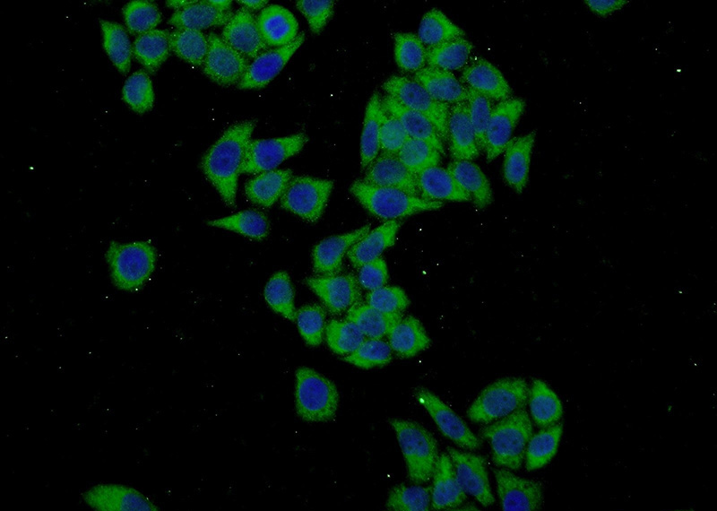 Immunofluorescent analysis of L02 cells using Catalog No:110682(FKBP9 Antibody) at dilution of 1:50 and Alexa Fluor 488-congugated AffiniPure Goat Anti-Rabbit IgG(H+L)