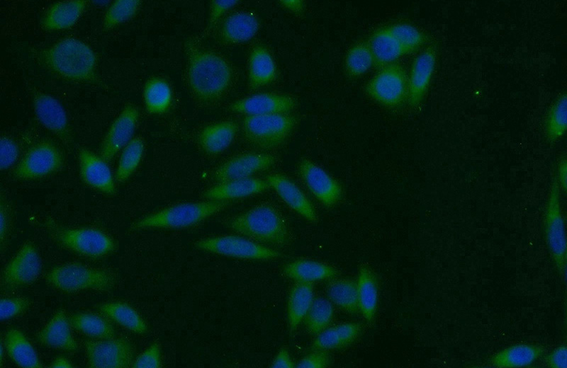 Immunofluorescent analysis of HeLa cells using Catalog No:115480(SNX3 Antibody) at dilution of 1:25 and Alexa Fluor 594-congugated AffiniPure Goat Anti-Rabbit IgG(H+L)