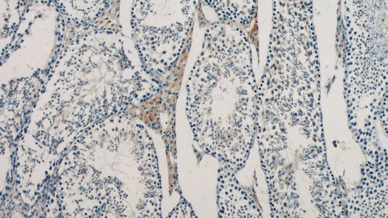 Immunohistochemistry of paraffin-embedded mouse testis tissue slide using Catalog No:109495(COX6B2 Antibody) at dilution of 1:50 (under 10x lens)