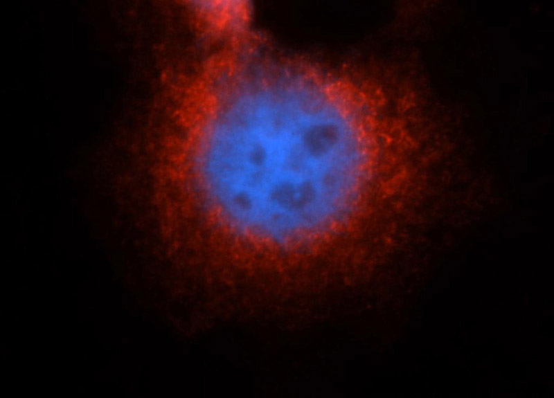 Immunofluorescent analysis of A431 cells, using HSP90B1 antibody Catalog No:111223 at 1:50 dilution and Rhodamine-labeled goat anti-rabbit IgG (red). Blue pseudocolor = DAPI (fluorescent DNA dye).