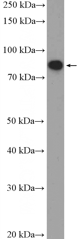 L02 cells were subjected to SDS PAGE followed by western blot with Catalog No:108629(C1orf103 Antibody) at dilution of 1:1000