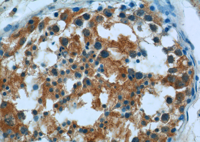 Immunohistochemistry of paraffin-embedded human testis tissue slide using Catalog No:107729(ACBD3 Antibody) at dilution of 1:50 (under 40x lens)