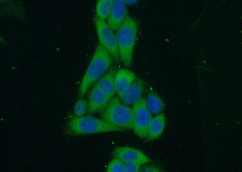 Immunofluorescent analysis of (10% Formaldehyde) fixed HeLa cells using Catalog No:111784(IMPDH1 Antibody) at dilution of 1:50 and Alexa Fluor 488-congugated AffiniPure Goat Anti-Rabbit IgG(H+L)