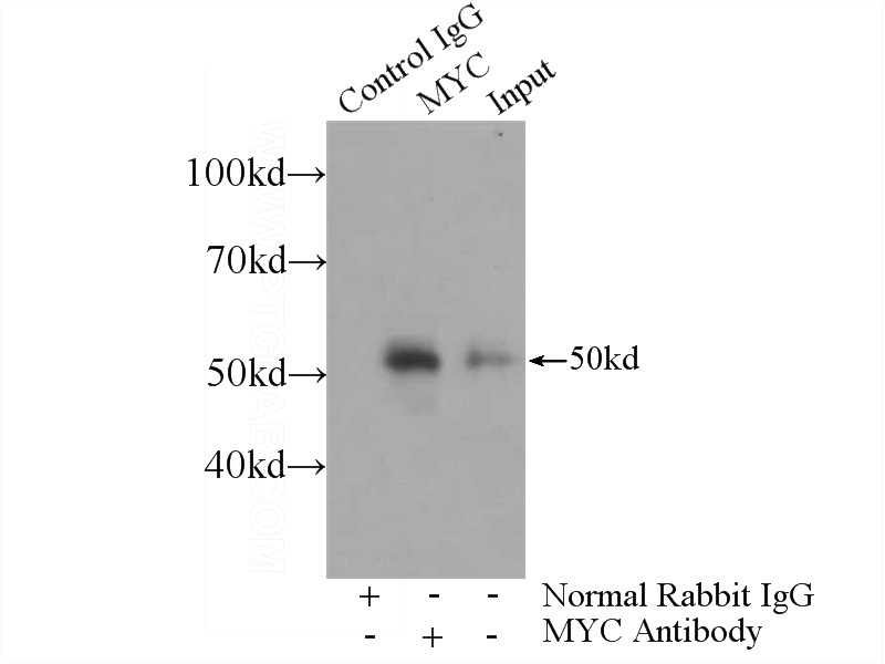 IP Result of anti-MYC (IP:Catalog No:109418, 3ug; Detection:Catalog No:109418 1:500) with HL-60 cells lysate 1200ug.