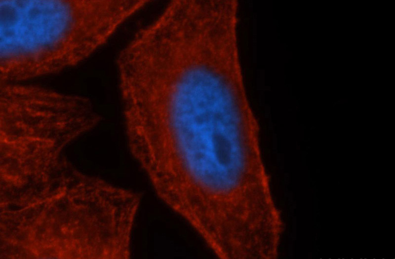 Immunofluorescent analysis of HepG2 cells, using MYH9 antibody Catalog No:112937 at 1:50 dilution and Rhodamine-labeled goat anti-rabbit IgG (red). Blue pseudocolor = DAPI (fluorescent DNA dye).