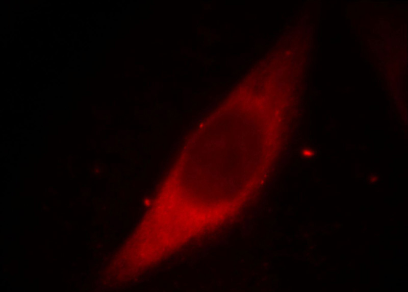 Immunofluorescent analysis of MCF-7 cells, using LGALS3 antibody Catalog No: at 1:50 dilution and Rhodamine-labeled goat anti-mouse IgG (red).