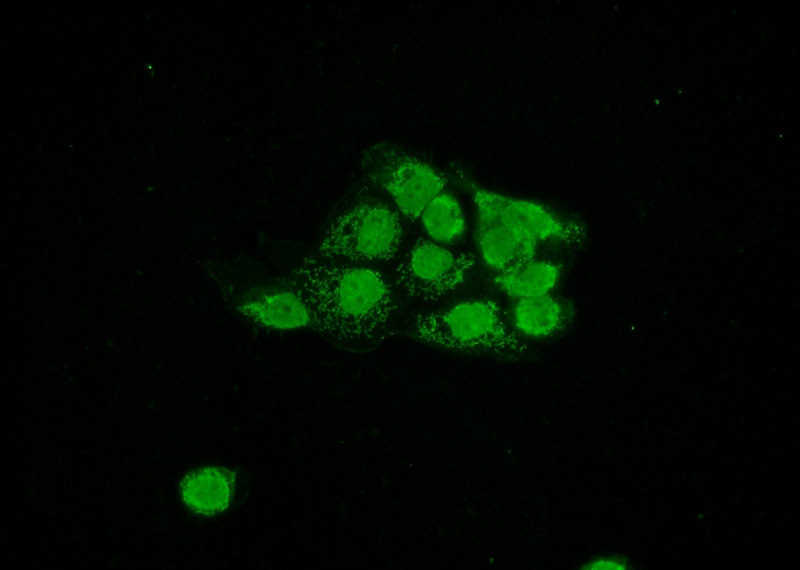 Immunofluorescent analysis of A431 cells using Catalog No:114577(RCC1 Antibody) at dilution of 1:50 and Alexa Fluor 488-congugated AffiniPure Goat Anti-Rabbit IgG(H+L)