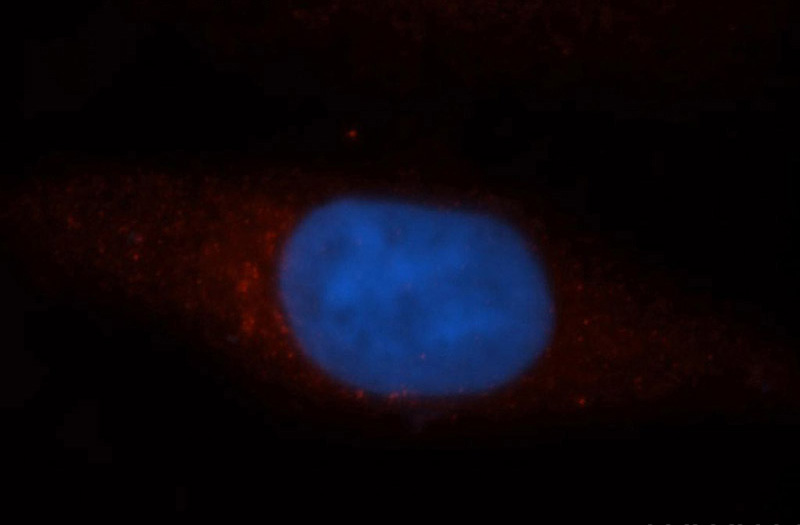 Immunofluorescent analysis of HepG2 cells, using CCT3 antibody Catalog No:109082 at 1:50 dilution and Rhodamine-labeled goat anti-rabbit IgG (red). Blue pseudocolor = DAPI (fluorescent DNA dye).