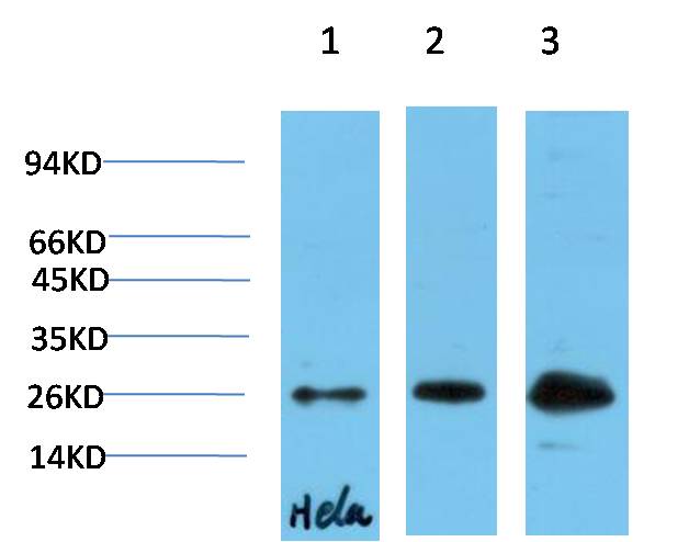 Western blot analysis of 1) Hela Cell Lysate, 2)3T3 Cell Lysate, 3) PC12 Cell Lysate using HP-1γ  Mouse mAb diluted at 1:1000.