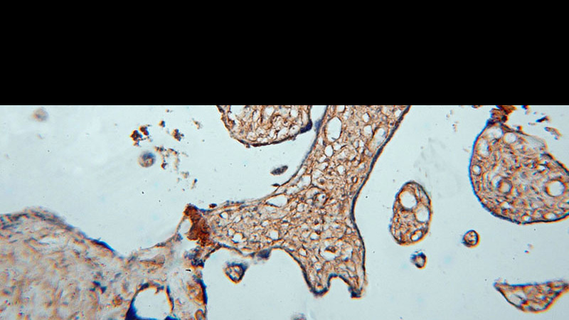 Immunohistochemical of paraffin-embedded human placenta using Catalog No:113661(PDE4A antibody) at dilution of 1:50 (under 10x lens)