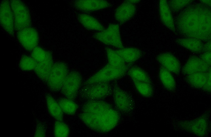 Immunofluorescent analysis of (10% Formaldehyde) fixed HeLa cells using Catalog No:113713(PER3 Antibody) at dilution of 1:50 and Alexa Fluor 488-congugated AffiniPure Goat Anti-Rabbit IgG(H+L)