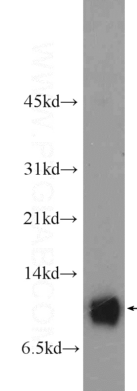 MCF-7 cells were subjected to SDS PAGE followed by western blot with Catalog No:114957(S100A13 Antibody) at dilution of 1:300