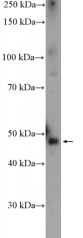 mouse brain tissue were subjected to SDS PAGE followed by western blot with Catalog No:114268(PTGER3 Antibody) at dilution of 1:600