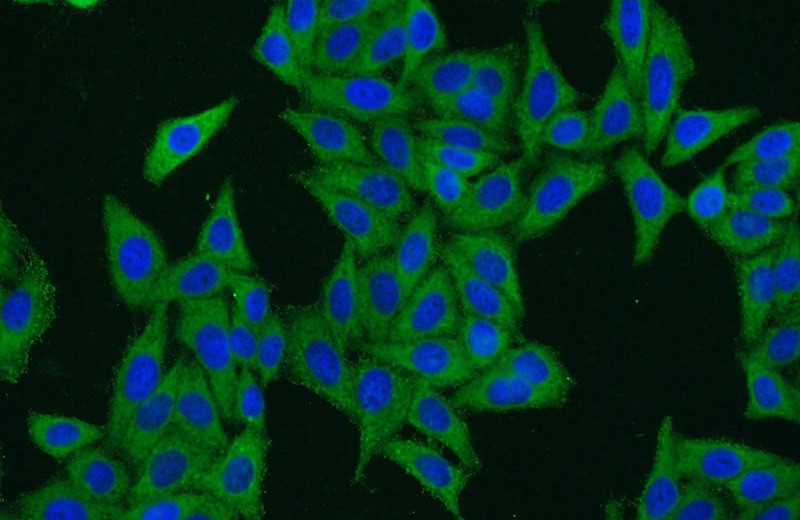 Immunofluorescent analysis of HepG2 cells using Catalog No:110360(ERI1 Antibody) at dilution of 1:25 and Alexa Fluor 488-congugated AffiniPure Goat Anti-Rabbit IgG(H+L)