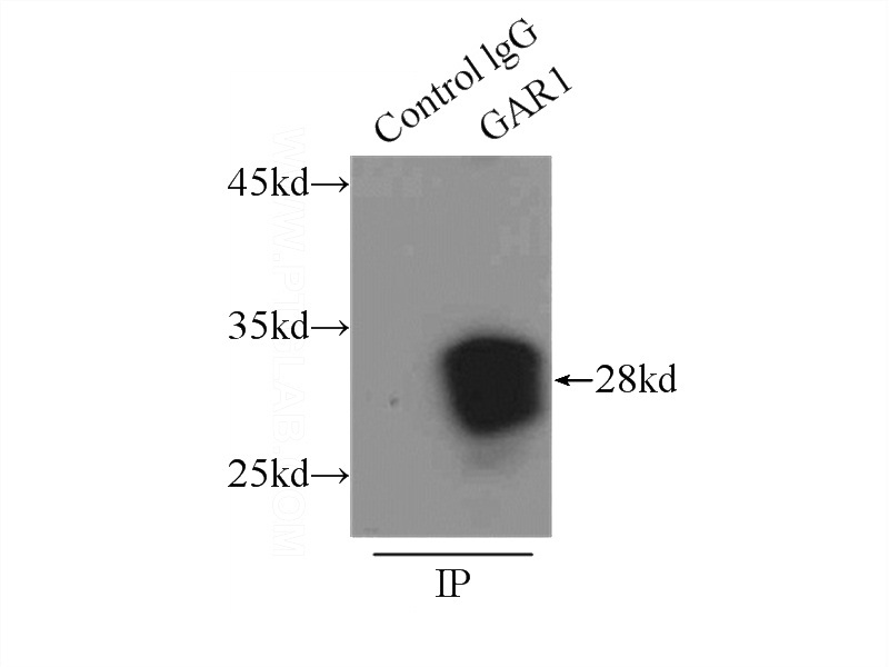IP Result of anti-GAR1 (IP:Catalog No:110866, 3ug; Detection:Catalog No:110866 1:300) with A375 cells lysate 6000ug.