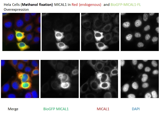 IF result of MICAL1 antibody (Catalog No:112609) with Hela Cells (Methanol fixation) MICAL1 in Red (endogenous) and BioGFP-MICAL1-FL overexpression. Courtesy of Qingyang Liu, Utrecht University.