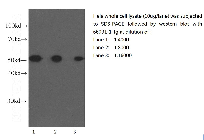 Western blot of Hela cell with anti-Tubulin-Alpha (Catalog No:117299) at various dilutions.