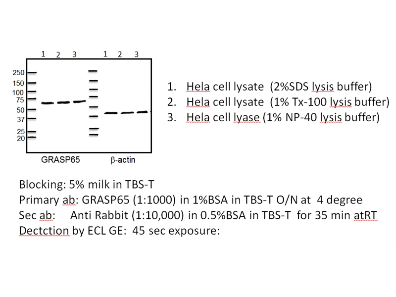 WB result of GRASP65 anitbody (Catalog No:111196,1:1000) with HeLa cell lysate by Dr. Neeraj Tiwari, James Rothman Lab.