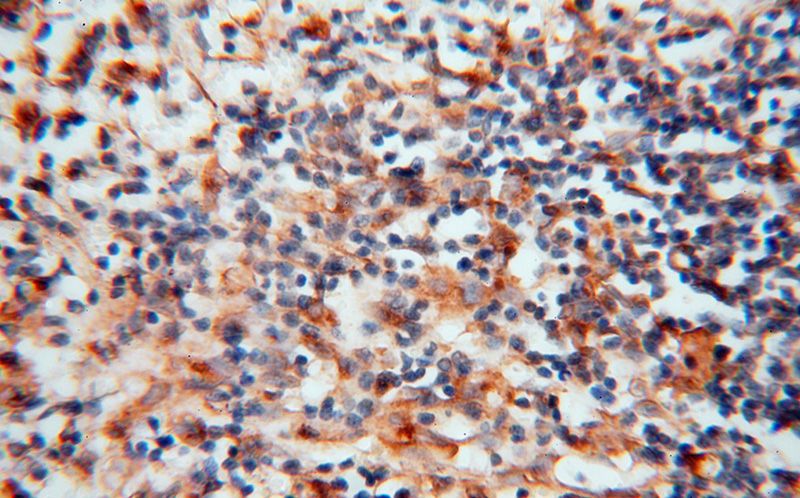 Immunohistochemical of paraffin-embedded human spleen using Catalog No:113407(NUCB1 antibody) at dilution of 1:100 (under 40x lens)