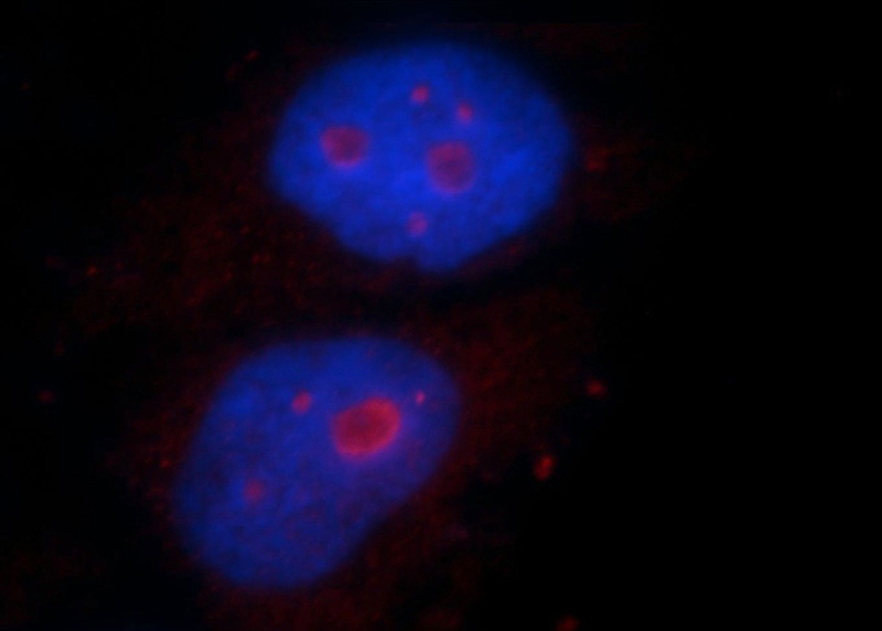 Immunofluorescent analysis of HepG2 cells, using PLK5P antibody Catalog No:113972 at 1:25 dilution and Rhodamine-labeled goat anti-rabbit IgG (red). Blue pseudocolor = DAPI (fluorescent DNA dye).