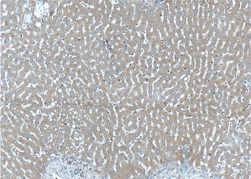 Immunohistochemistry of paraffin-embedded human liver tissue slide using Catalog No:108050(ANG Antibody) at dilution of 1:100 (under 10x lens).